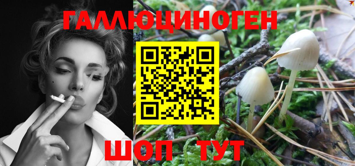 Псилоцибиновые грибы Psilocybe Тара